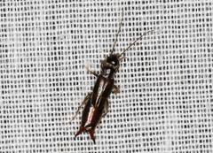 Spongiphoridae