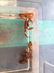 Heterocrypta granulata