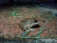Litoria coplandi