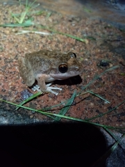 Litoria coplandi