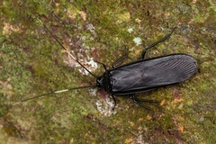 Catara rugosicollis