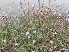 Persicaria hastatosagittata
