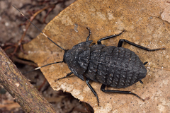 Catara rugosicollis