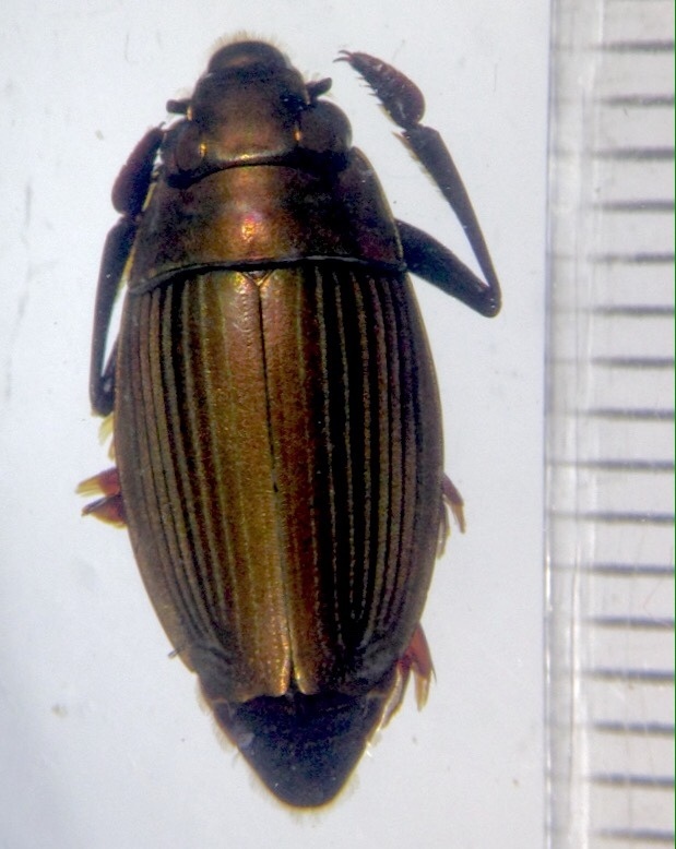 Macrogyrus reichei