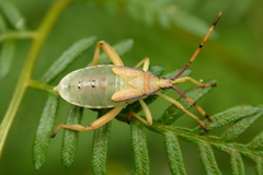 Amorbini