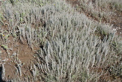 Hippuris tetraphylla