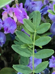 Astragalus bodinii