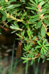 Acracantha sydneyensis