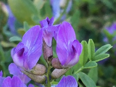 Astragalus bodinii