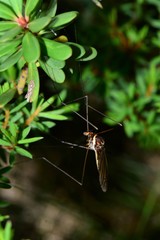 Acracantha sydneyensis