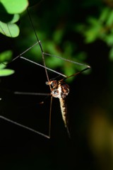 Acracantha sydneyensis