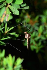 Acracantha sydneyensis
