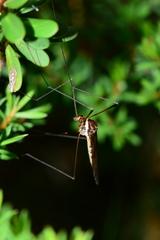 Acracantha sydneyensis