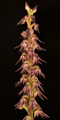 Genoplesium despectans