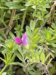 Vicia sativa nigra