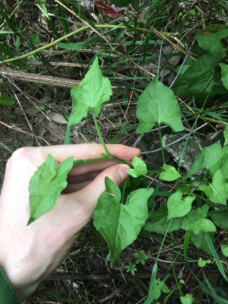 Climbing dock from Parramatta South, New South Wales, Australia on