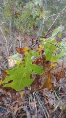 Quercus laevis