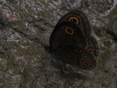 Neocoenyra kivuensis