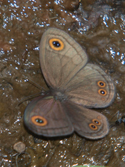 Neocoenyra kivuensis