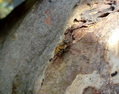 Melipona yucatanica