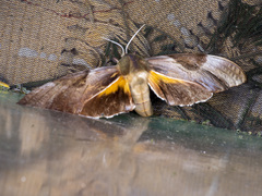 Coequosa triangularis