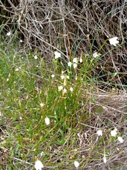 Wahlenbergia rupestris