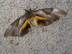 Coequosa triangularis