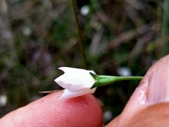 Wahlenbergia rupestris