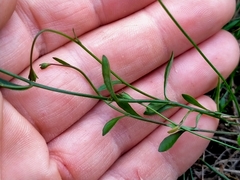 Wahlenbergia rupestris