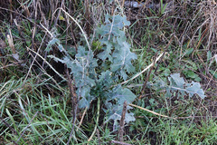 Brassica oleracea acephala