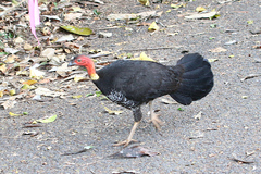 Alectura lathami lathami