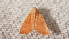 Atethmia algirica