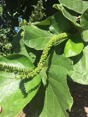 Coccoloba pubescens
