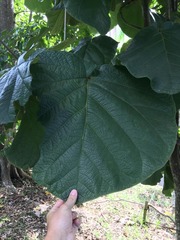 Coccoloba pubescens