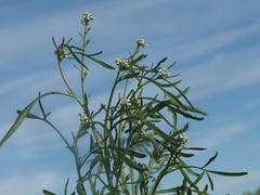 Lepidium sativum