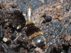 Sepedophilus testaceus