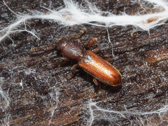 Silvanus unidentatus