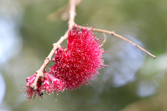 Syzygium wilsonii