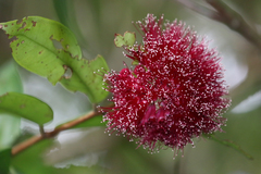 Syzygium wilsonii