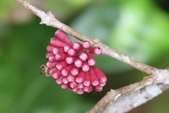 Syzygium wilsonii