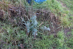 Brassica oleracea acephala