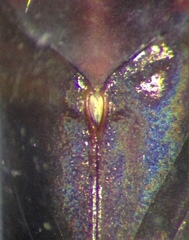 Paranisops inconstans