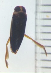 Paranisops inconstans