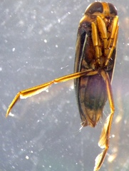 Paranisops inconstans