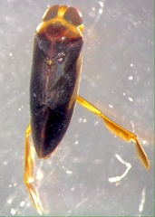 Paranisops inconstans