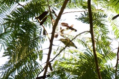 Arachnothera chrysogenys