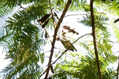 Arachnothera chrysogenys