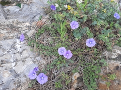 Convolvulus sabatius subsp. mauritanicus image