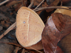 Brakefieldia simonsii