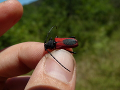 Purpuricenus kaehleri